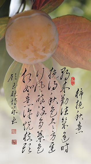 顾玉旺作品《柿挽秋意》释文：朝来勤往几逢时，挽得秋色尽方迟。行风醉染多叶色，相如意许悦枝头。